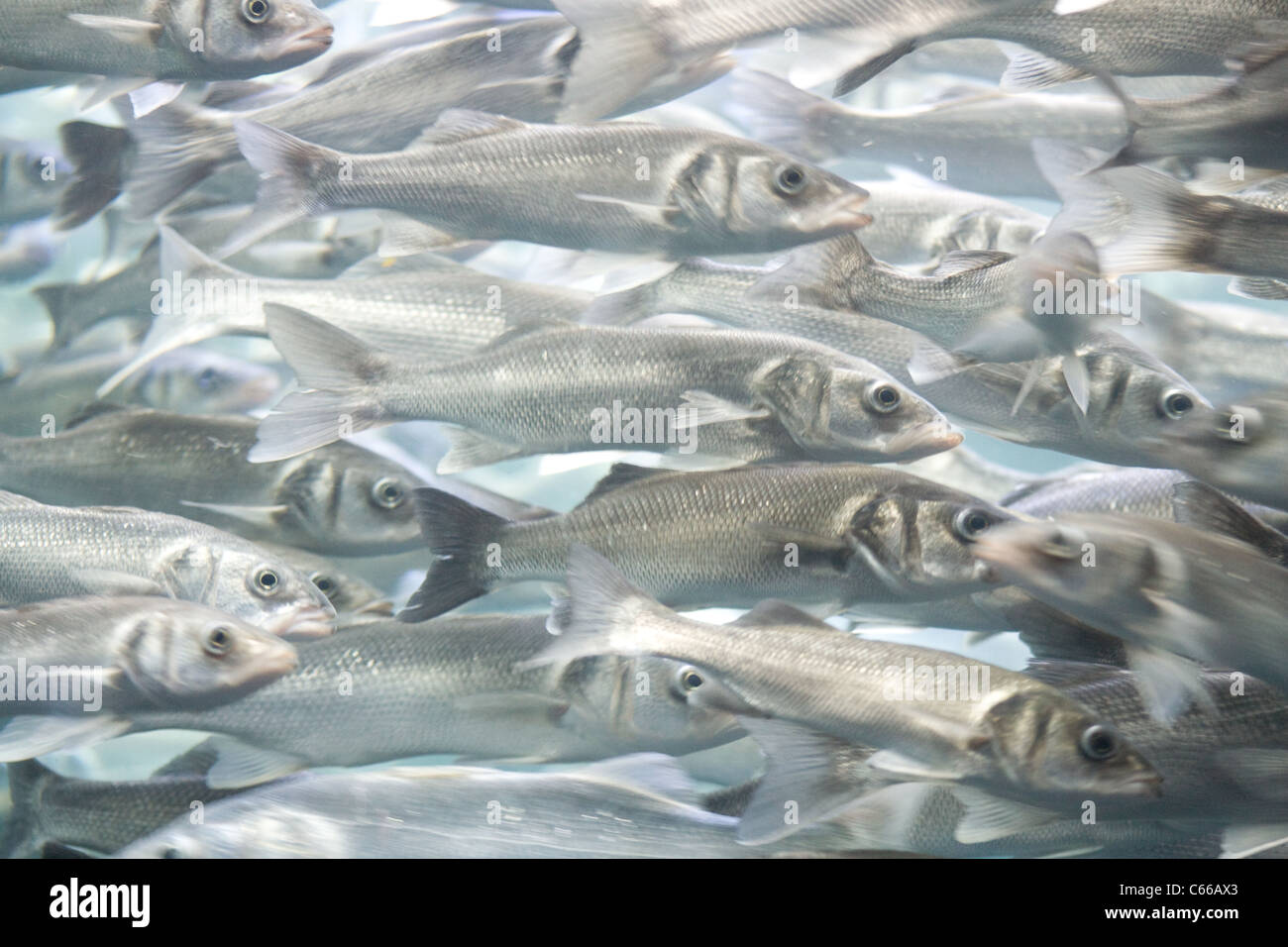 Cardumen de peces plata nadar pic Foto de stock
