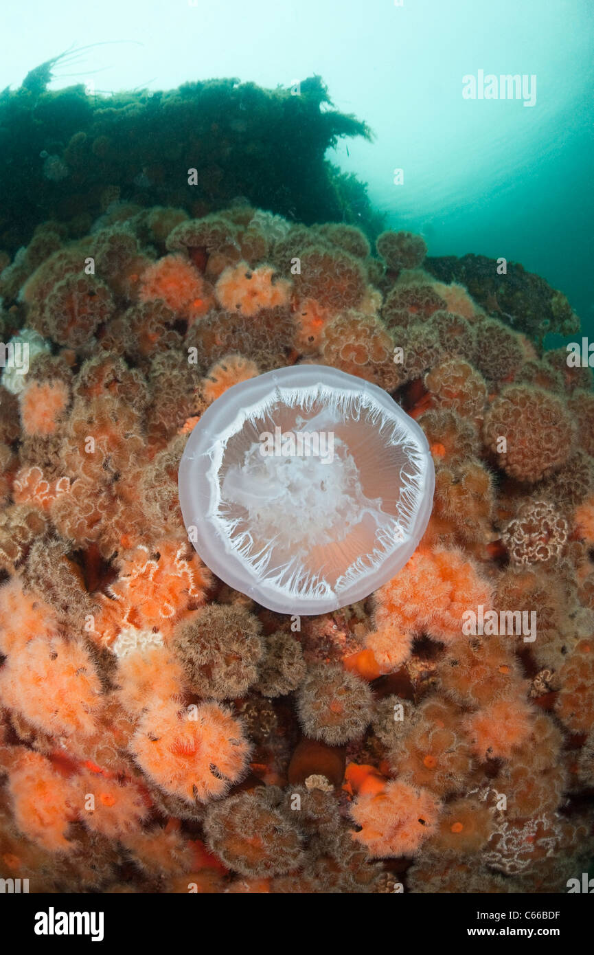 Luna mar medusa o jalea, Aurelia auritum, nada pasado plumosos anémonas, Metridium farcimen, Prince William Sound, Alaska, EE.UU. Foto de stock
