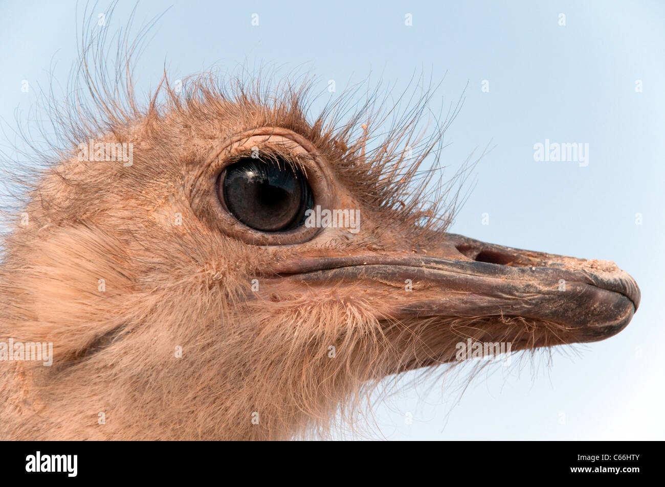 Cerca de la cara y el pico de una avestruz somalí en la Reserva de Vida Silvestre Shaumari cerca de Azraq, Jordania, Oriente Medio. Foto de stock