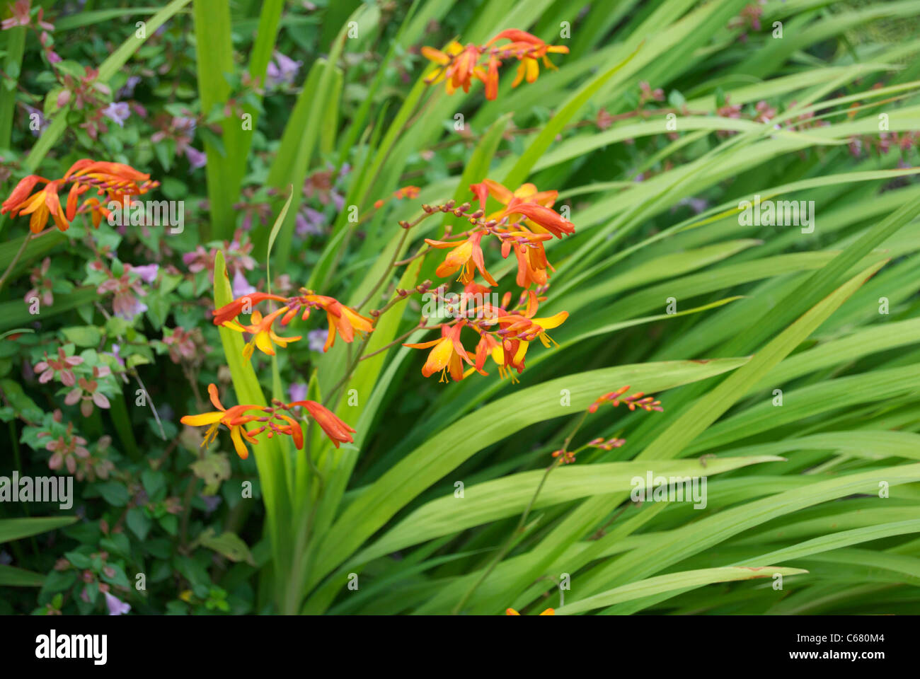 Flor de Naranja y verde de juncos Fotografía de stock - Alamy