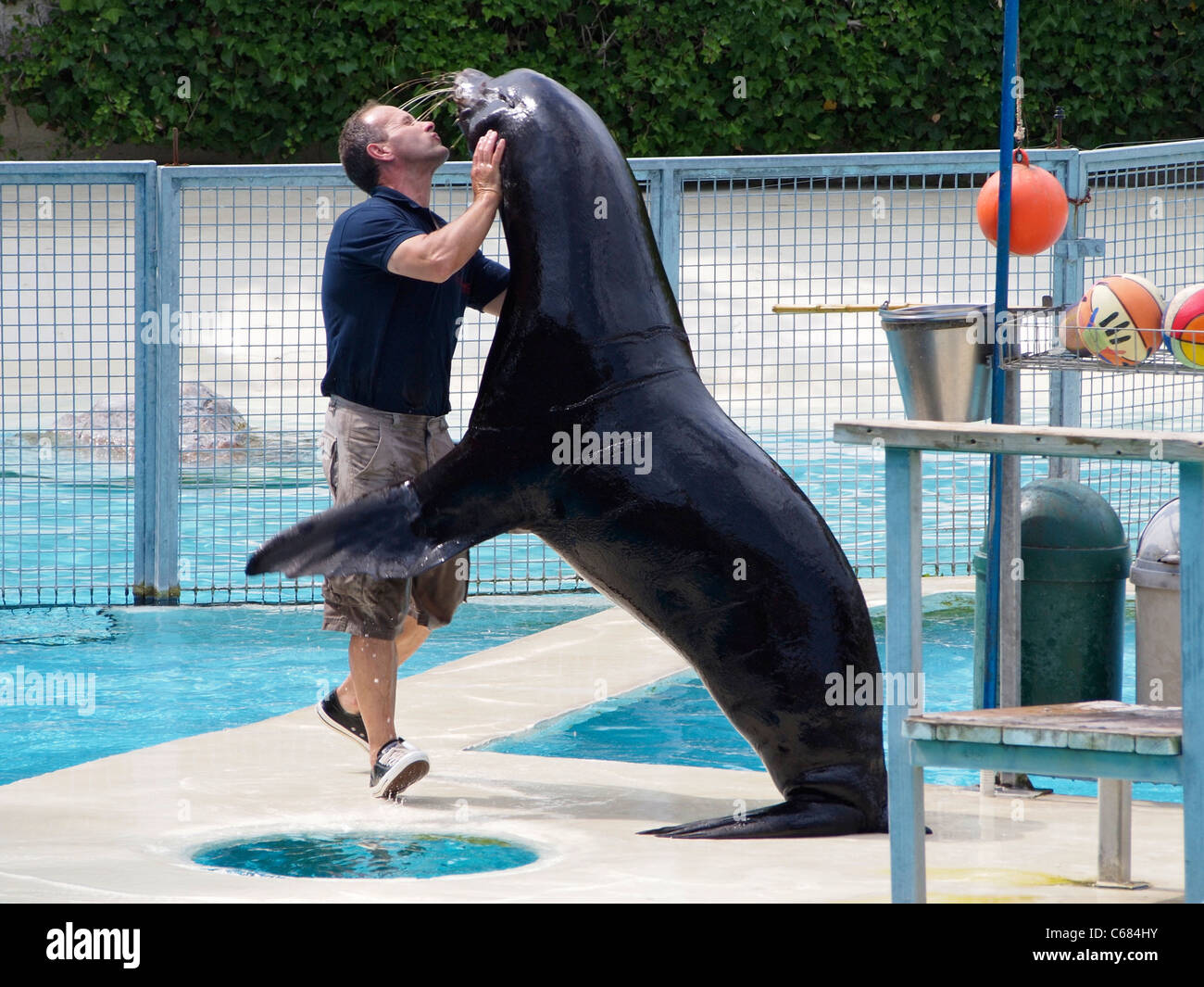 Formador abrazando una enorme Californian sealion en Zooparc de Beauval Zoo, Saint Aignan, Francia Foto de stock