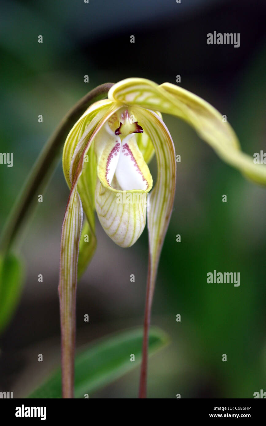 Nombre de orquídeas Zapatito de la Reina (phragmipedium caudatum), también  conocida como la reina virgen o zapatillas. Perú, América del Sur  Fotografía de stock - Alamy