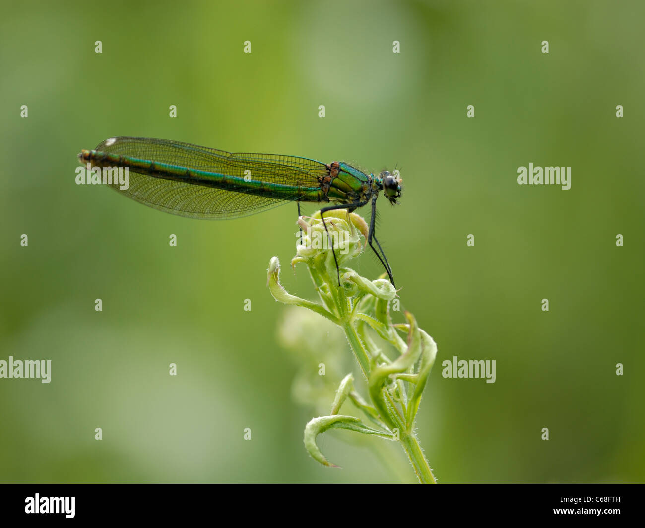 Una hembra en bandas Demoiselle ( Calopteryx splendens ) en reposo sobre una cabeza floral Foto de stock