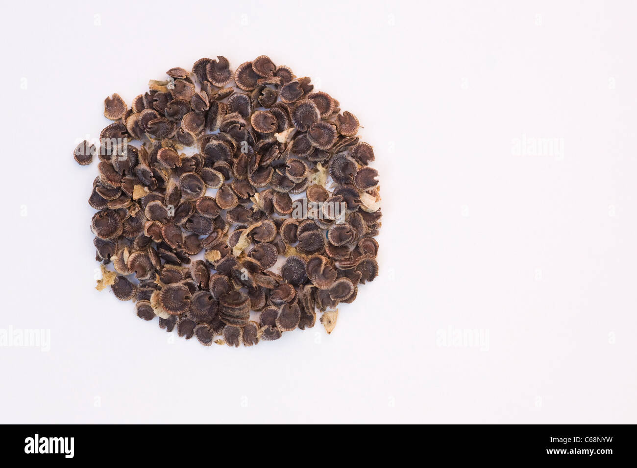 Alcea rosea. Hollyhock semillas sobre un fondo blanco. Foto de stock