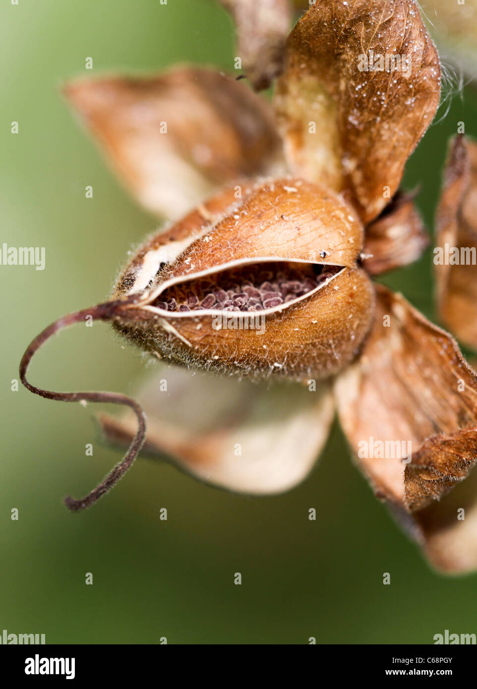 Foxglove cabeza de semillas Foto de stock