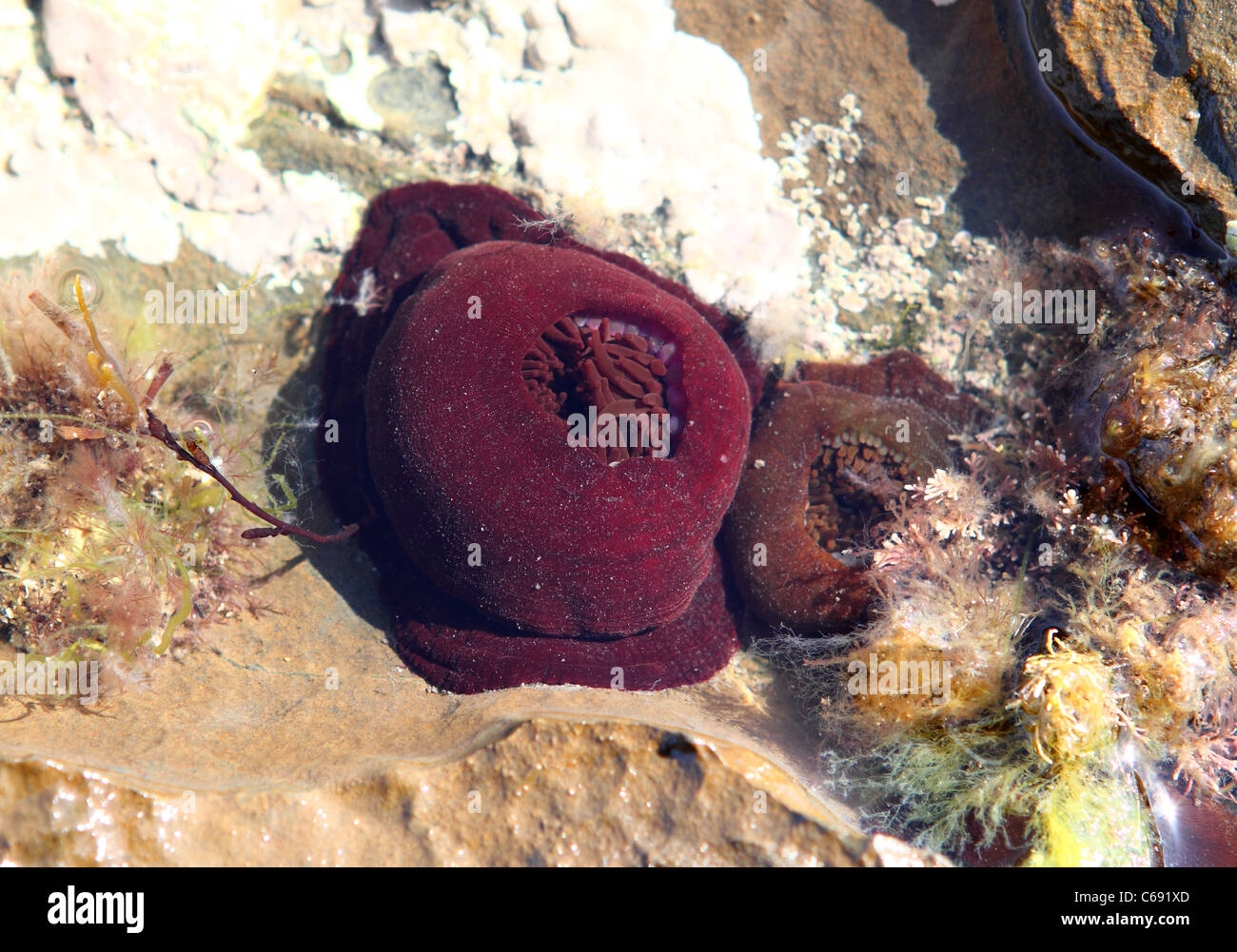 La anémona beadlet Actinia equina, es común encontrar una anémona de mar en las costas rocosas alrededor de las costas del Reino Unido. Foto de stock