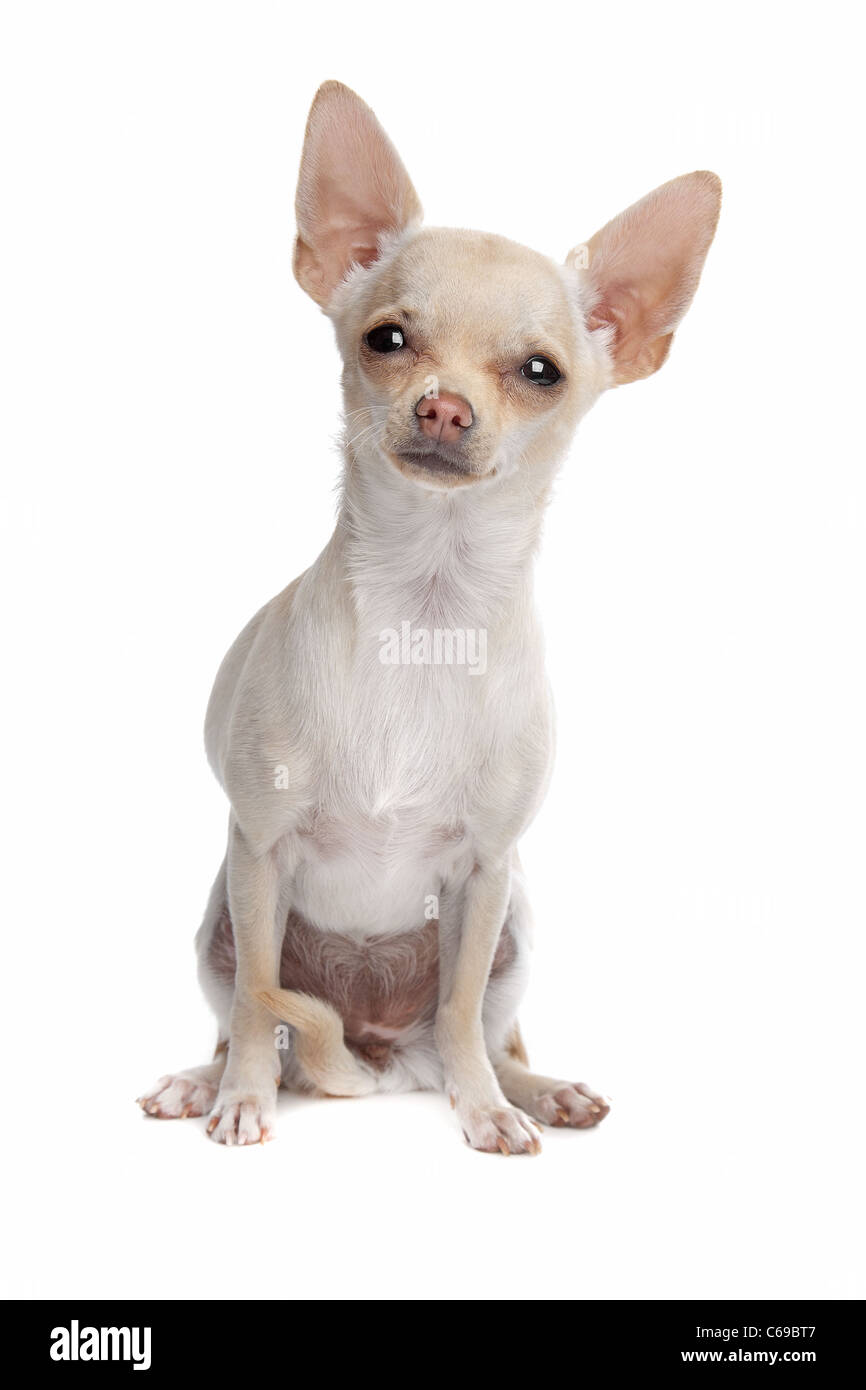 Chihuahua delante de un fondo blanco. Foto de stock
