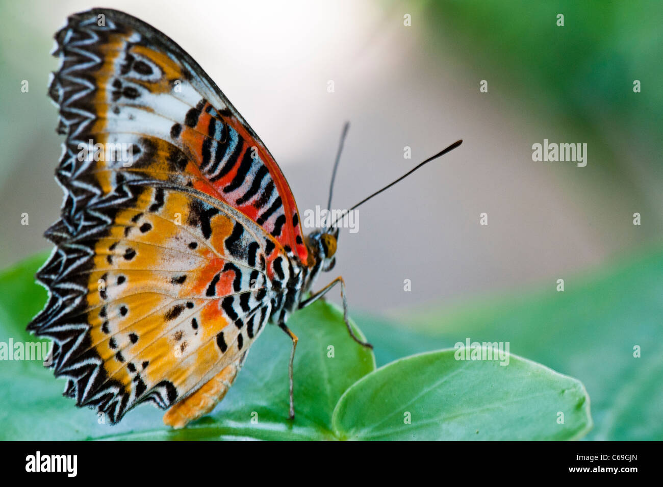 Leopard Crisopa (Cethosia cyane) Foto de stock