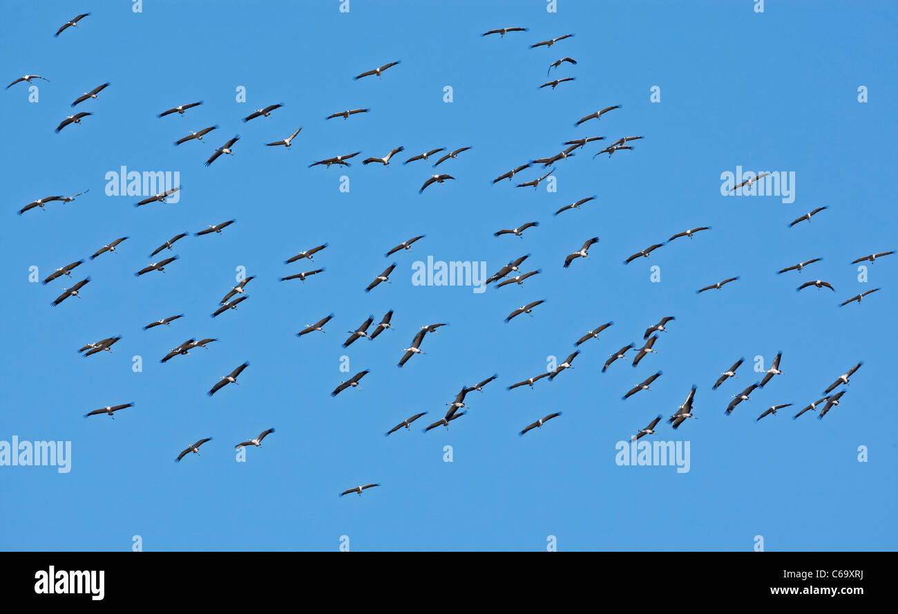 Grulla común euroasiático, grulla (Grus grus). Bandada en vuelo. Foto de stock