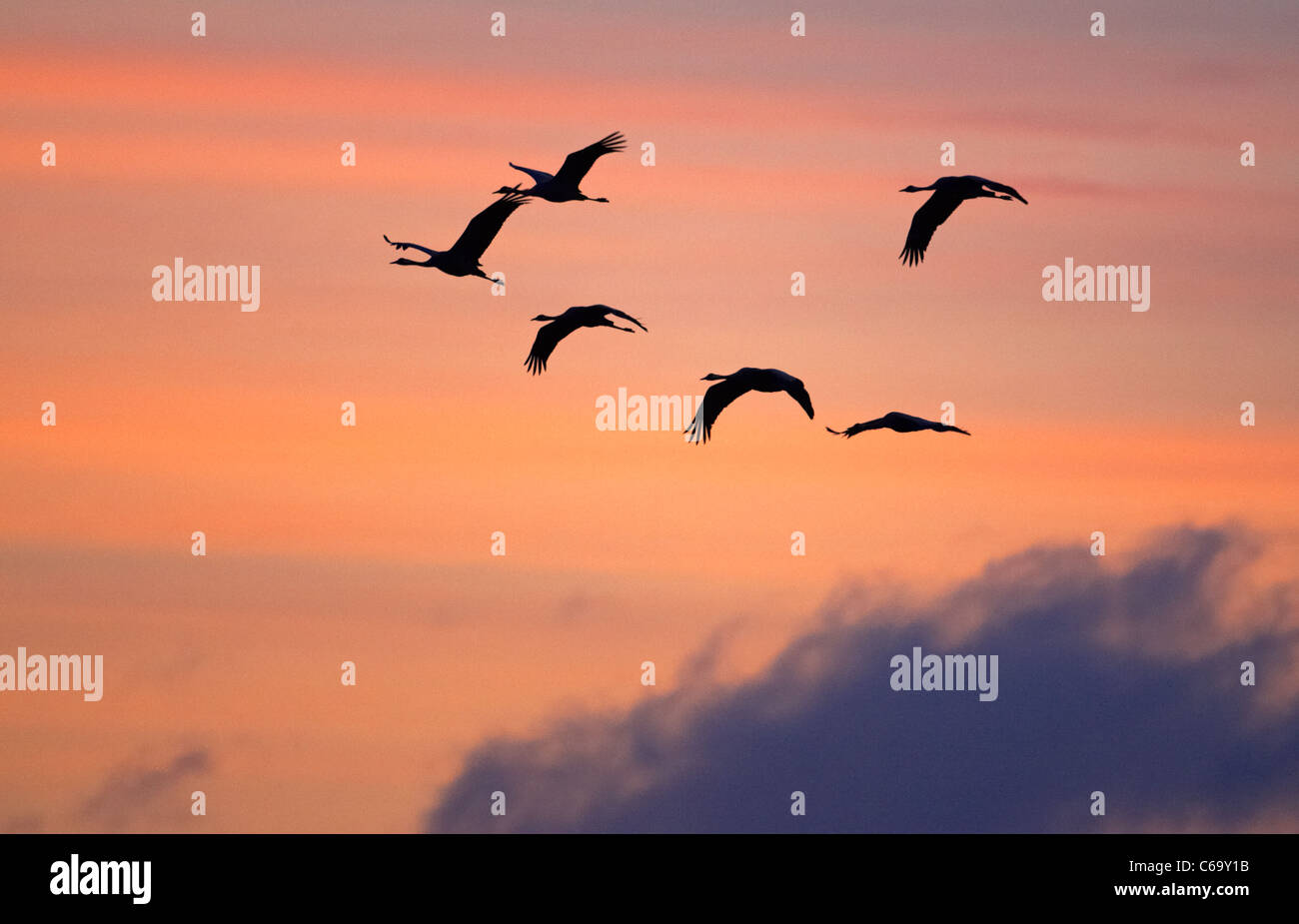 Grulla común euroasiático, grulla (Grus grus), migración de rebaño en vuelo, visto contra un colorido cielo matutino. Foto de stock