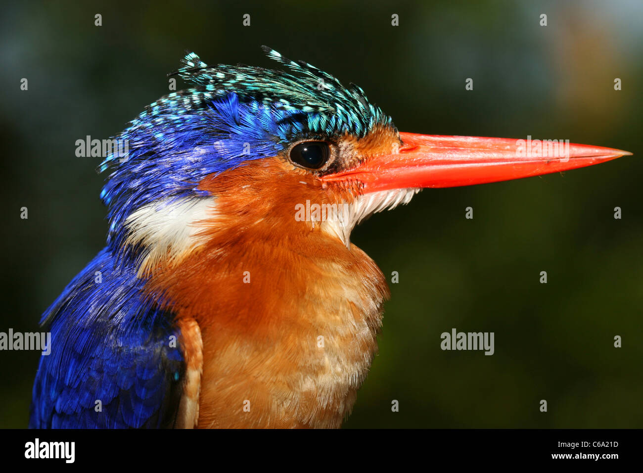 Malachite Kingfisher, Alcedo cristata, Etiopía Foto de stock