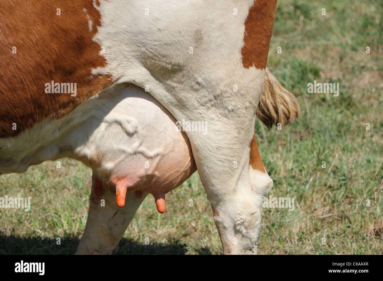 Ubres de una vaca Foto de stock