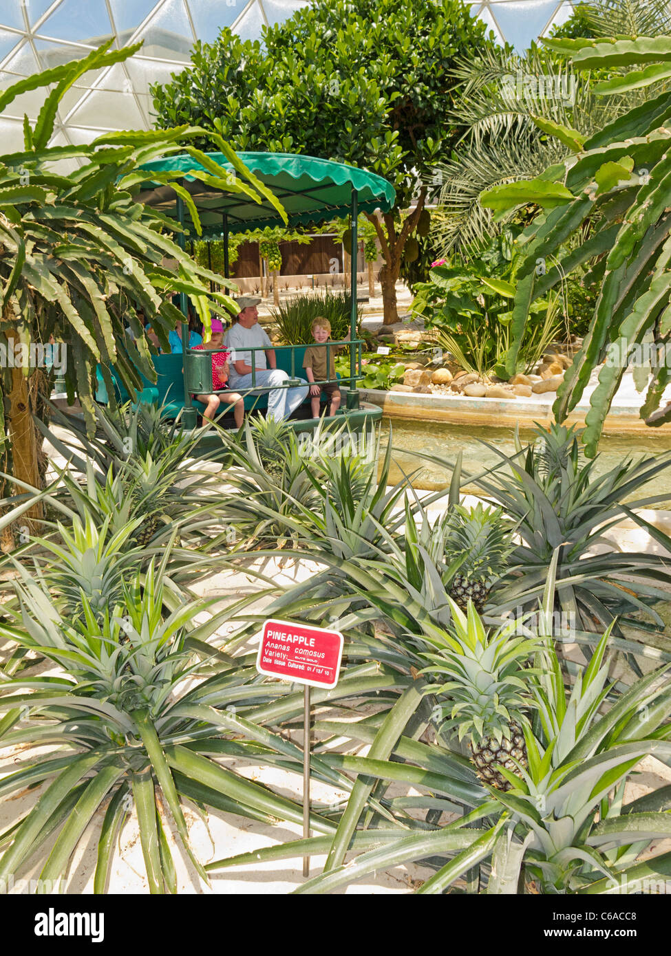 Los turistas en viajes en barco pasado pinepple plantas en Disney World's "Vivir con la tierra gira en el Land Pavilion, Epcot, Florida Foto de stock