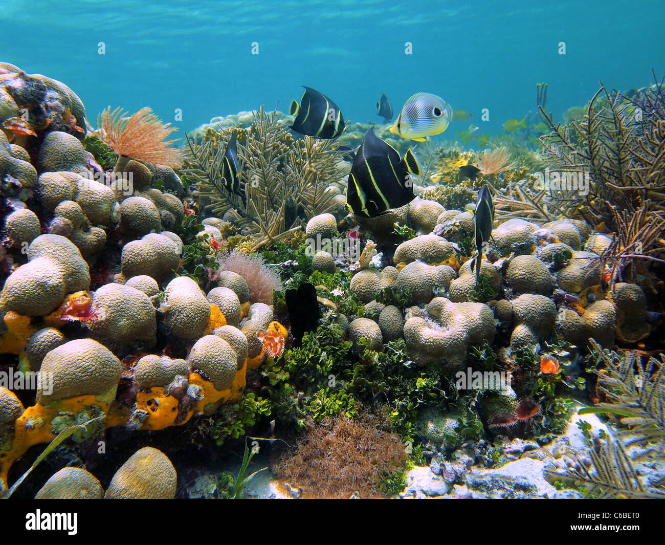 Fondo marino con corales y peces tropicales en el mar Caribe, Bocas del Toro, Panamá, América Central Foto de stock