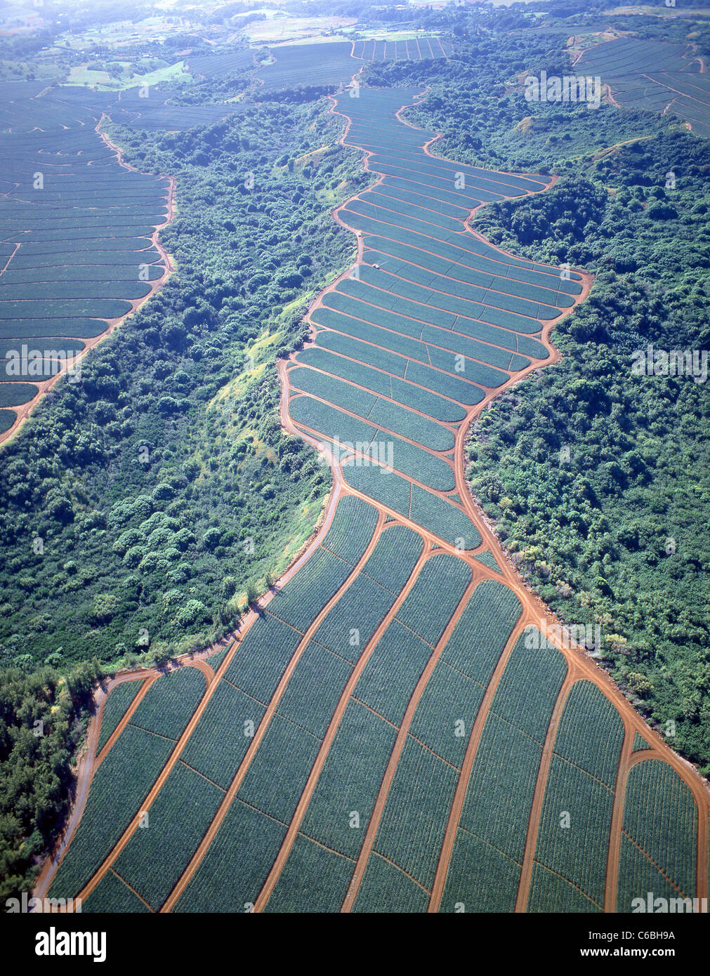 Vista aérea de plantaciones de piña, Oahu, Hawaii, Estados Unidos de América Foto de stock
