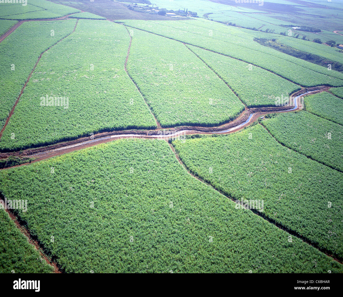 Vista aérea de plantaciones de piña, Oahu, Hawaii, Estados Unidos de América Foto de stock