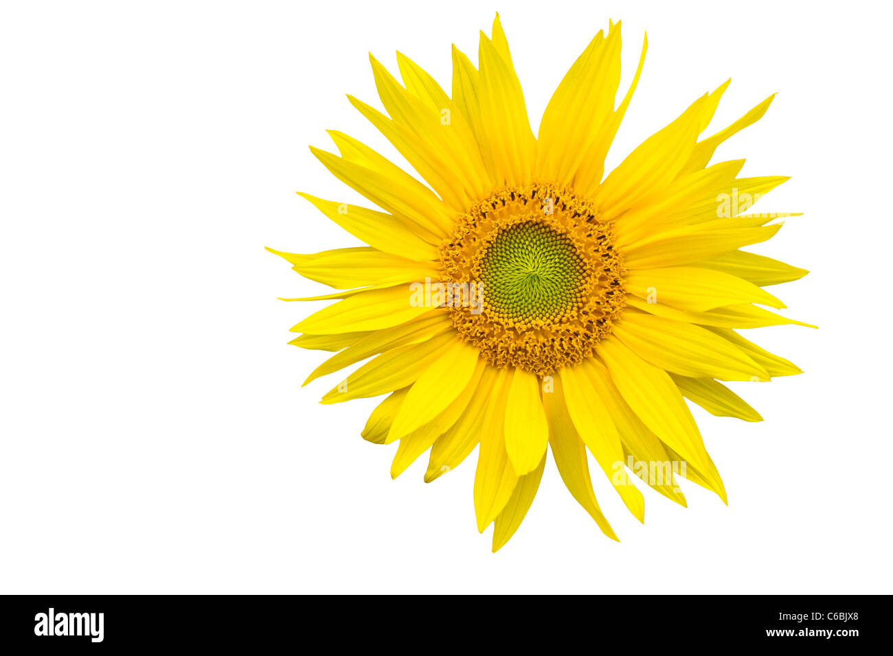 Girasol closeup aislado sobre fondo blanco. Foto de stock