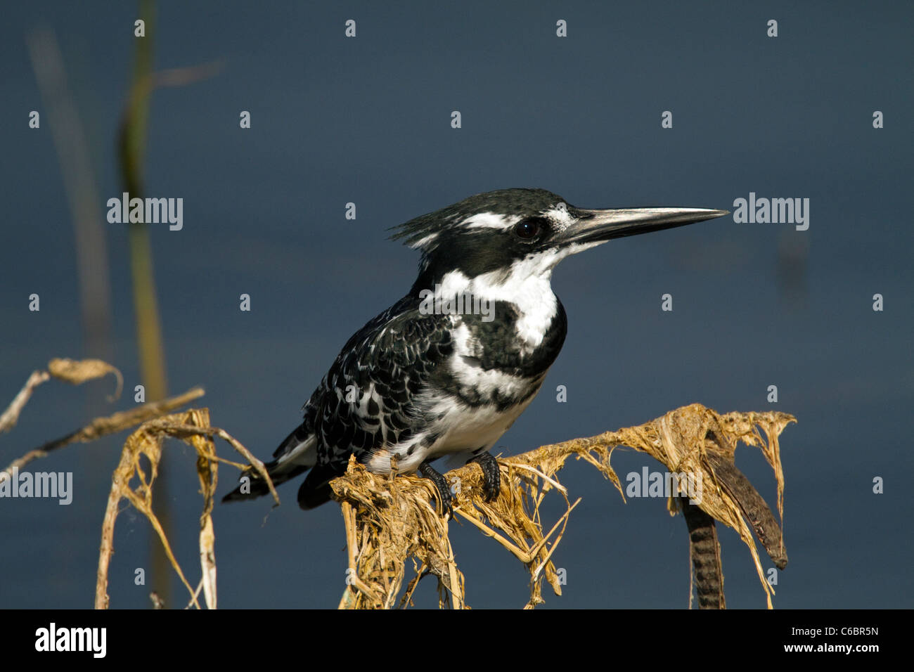 Pied Kingfisher, Ceryle rudis, Etiopía Foto de stock