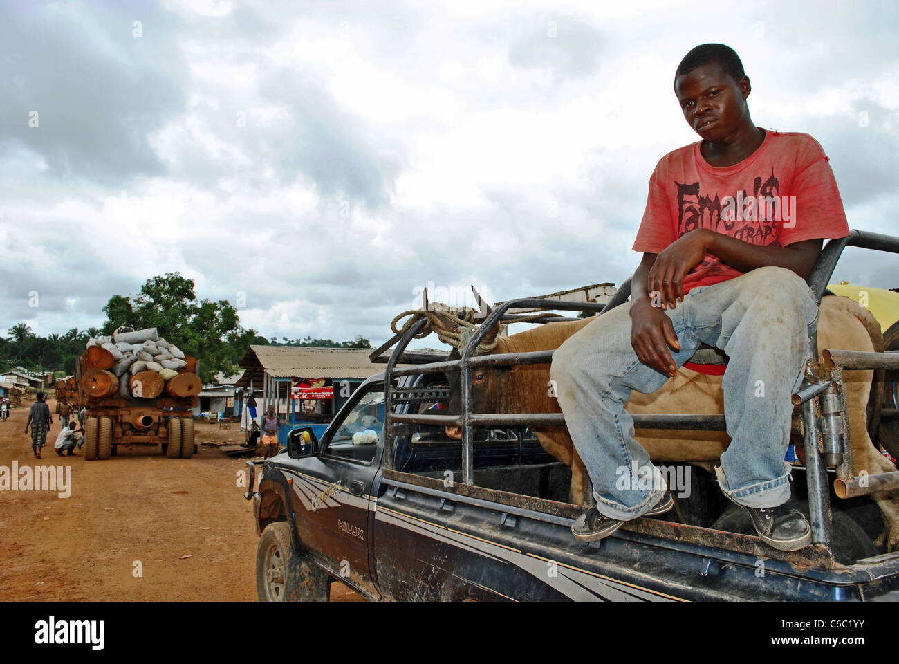 El ganado y la madera son transportados por carretera a través de Zorzor, Liberia, al oeste de África. Foto de stock