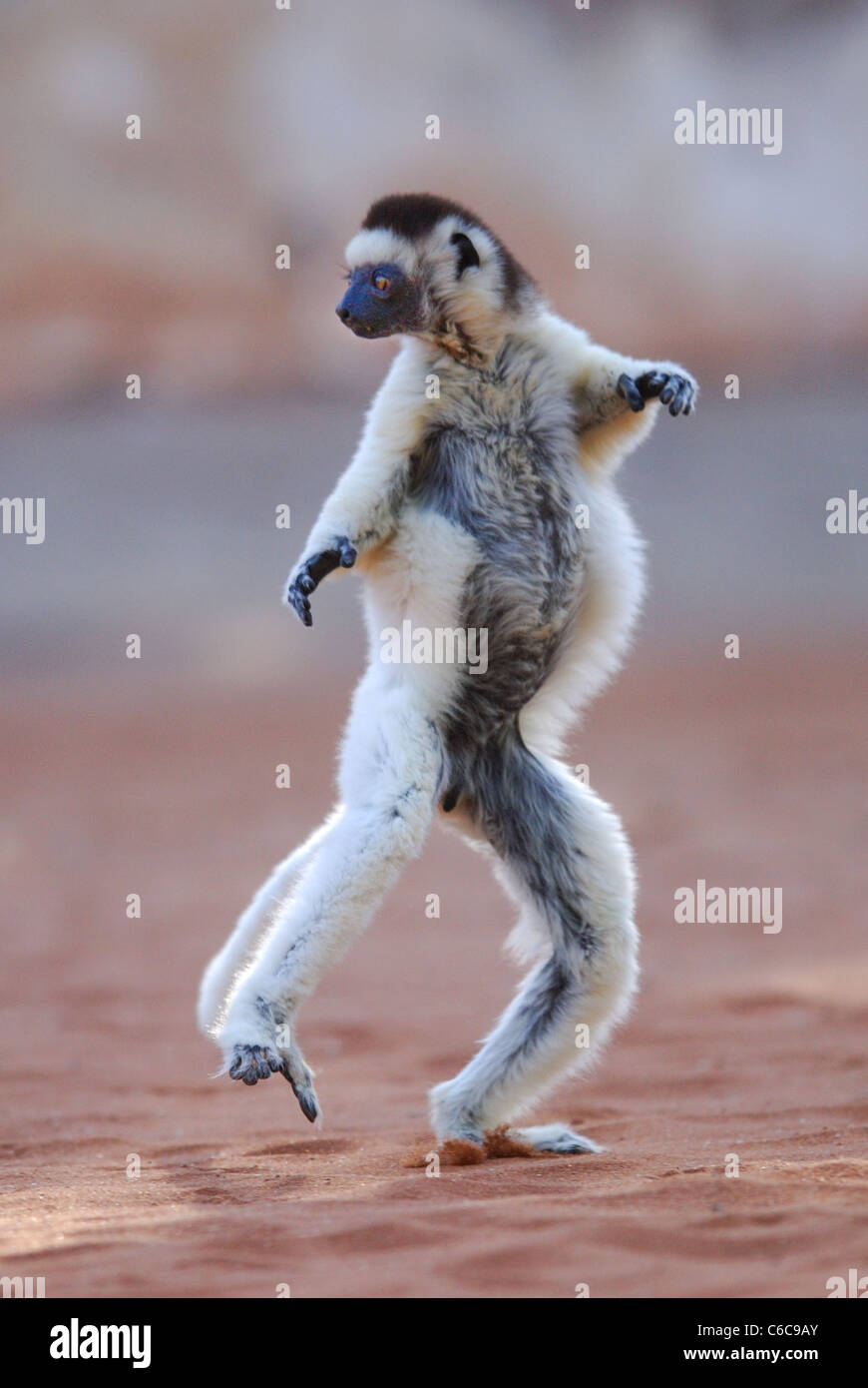 Verreaux's Sifaka (Propithecus verreauxi) bailando en Madagascar Foto de stock