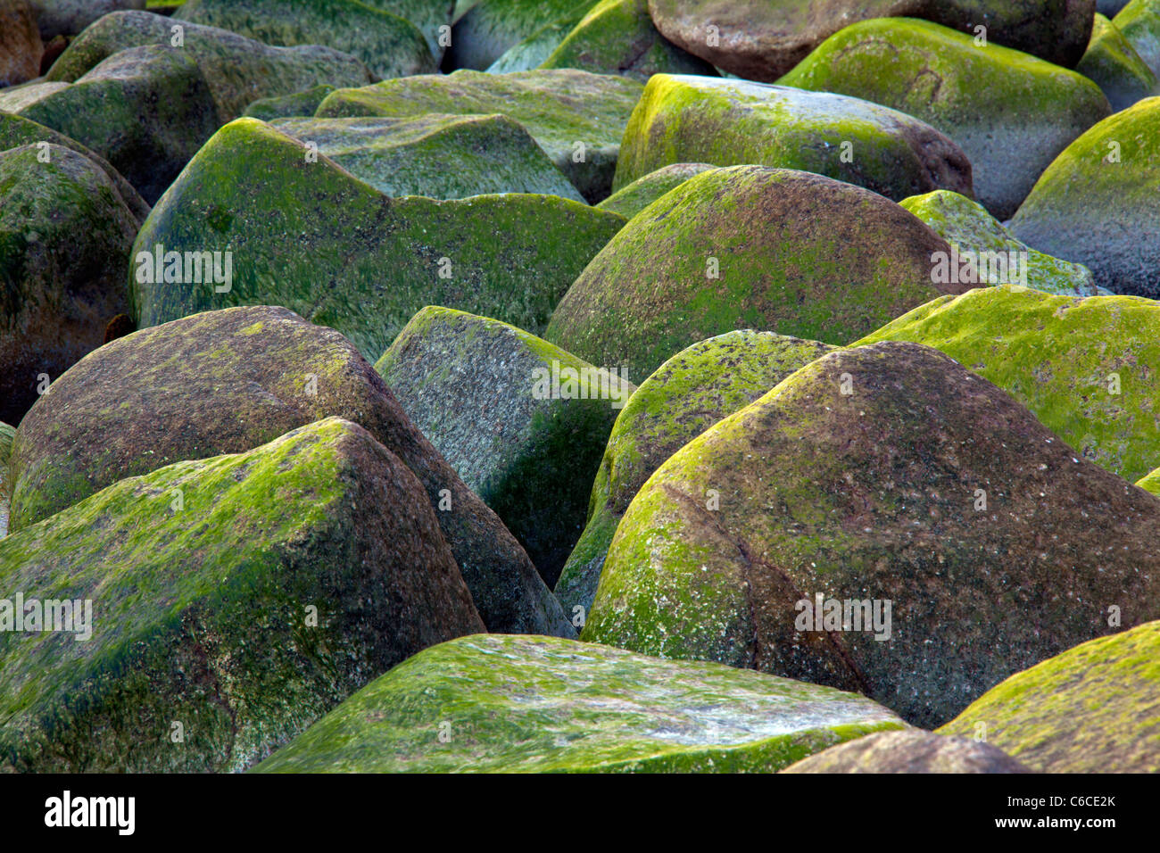 Rocas cubiertas de alga verde a lo largo de la costa en el Parque Nacional Jasmund, en la isla de Rügen, Pomerania Occidental, Alemania Foto de stock