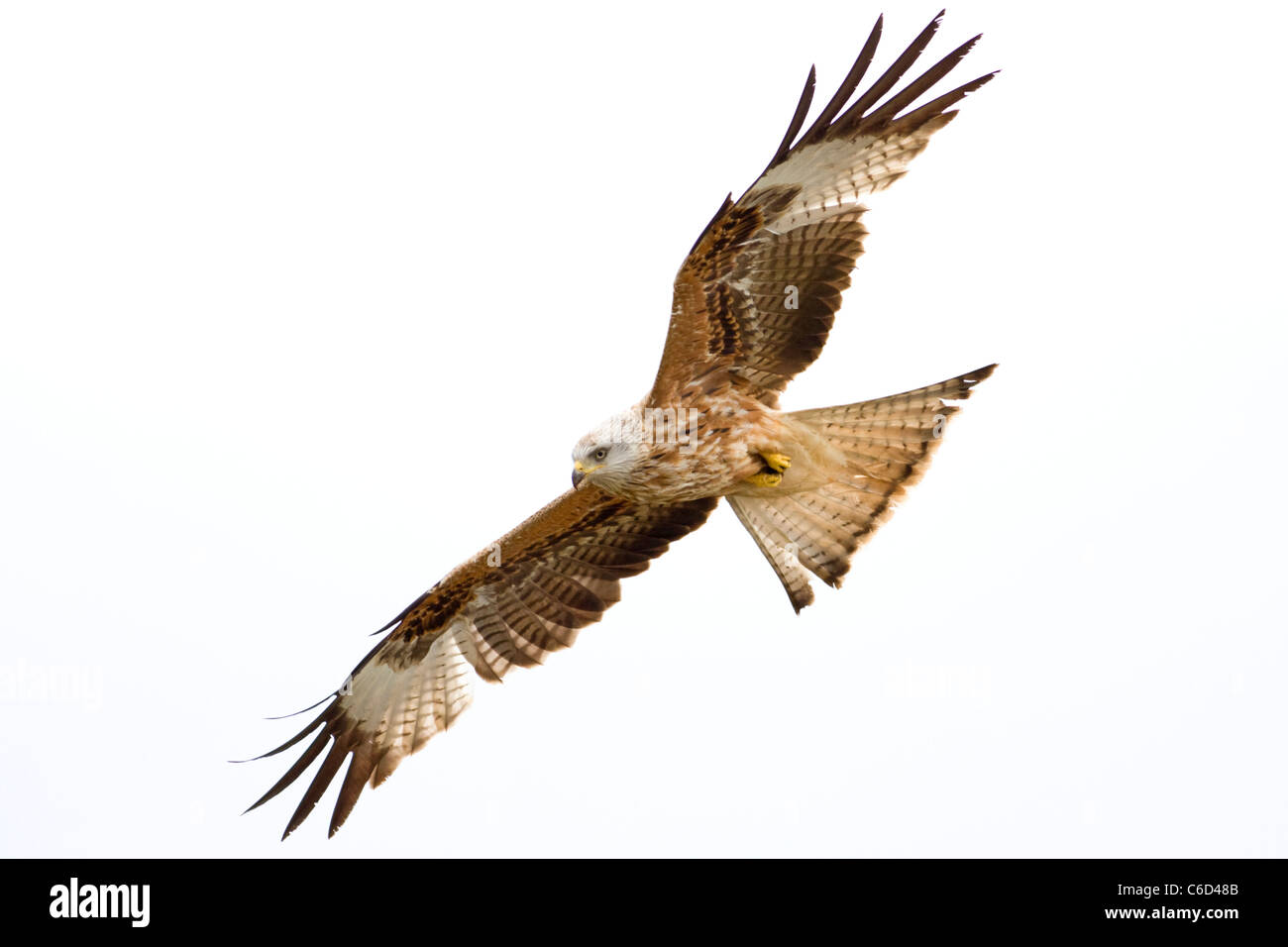 Milano real, Milvus milvus, en vuelo en el Parque Nacional de Ordesa y Monte Perdido, provincia de Huesca, Aragón, Pirineos Foto de stock