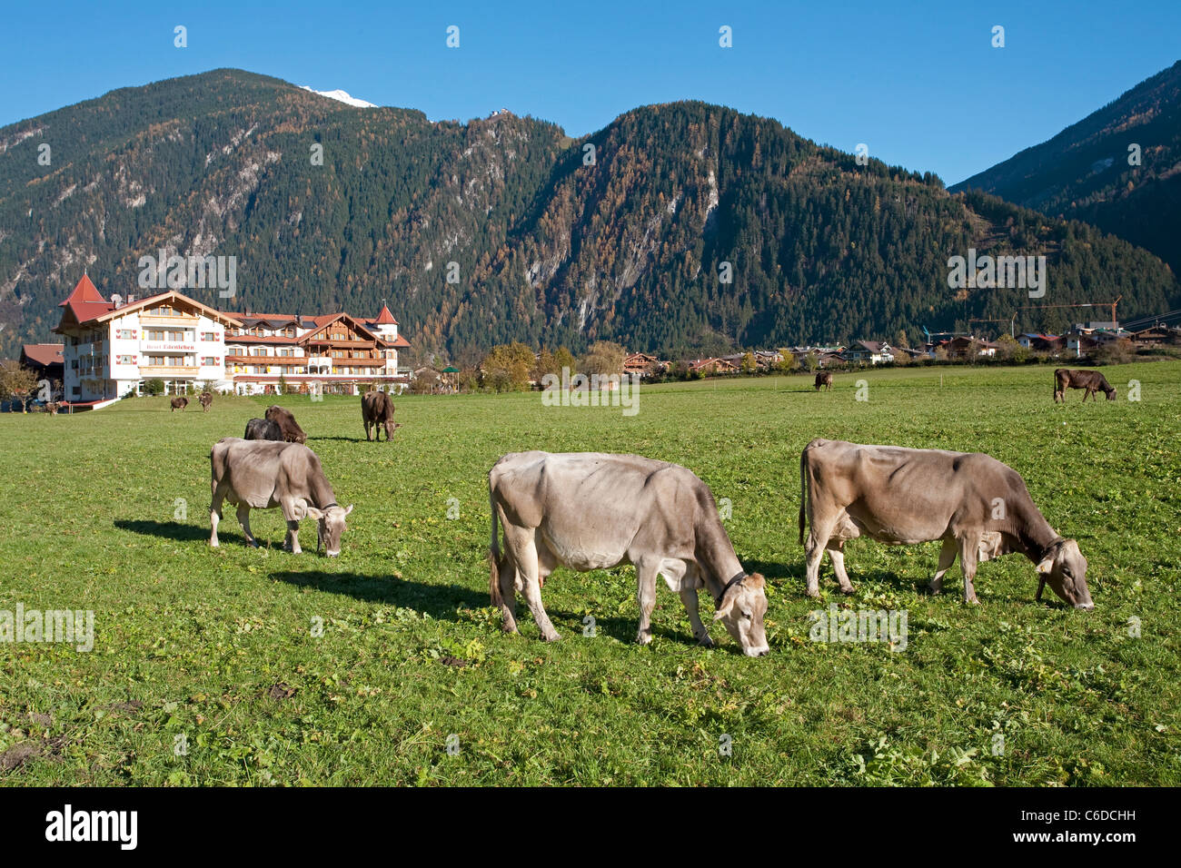 Kuehe Auf Der Wiese, Mayrhofen, vacas en la pradera, Mayrhofen Foto de stock