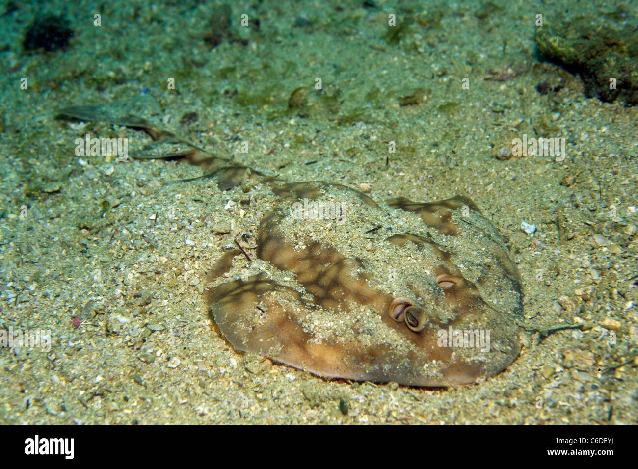 Bandas o Guitarfish Bowmouth guitarfish (Zapteryx Exasperata), Isla Damanyiat, Muscat, Omán Foto de stock