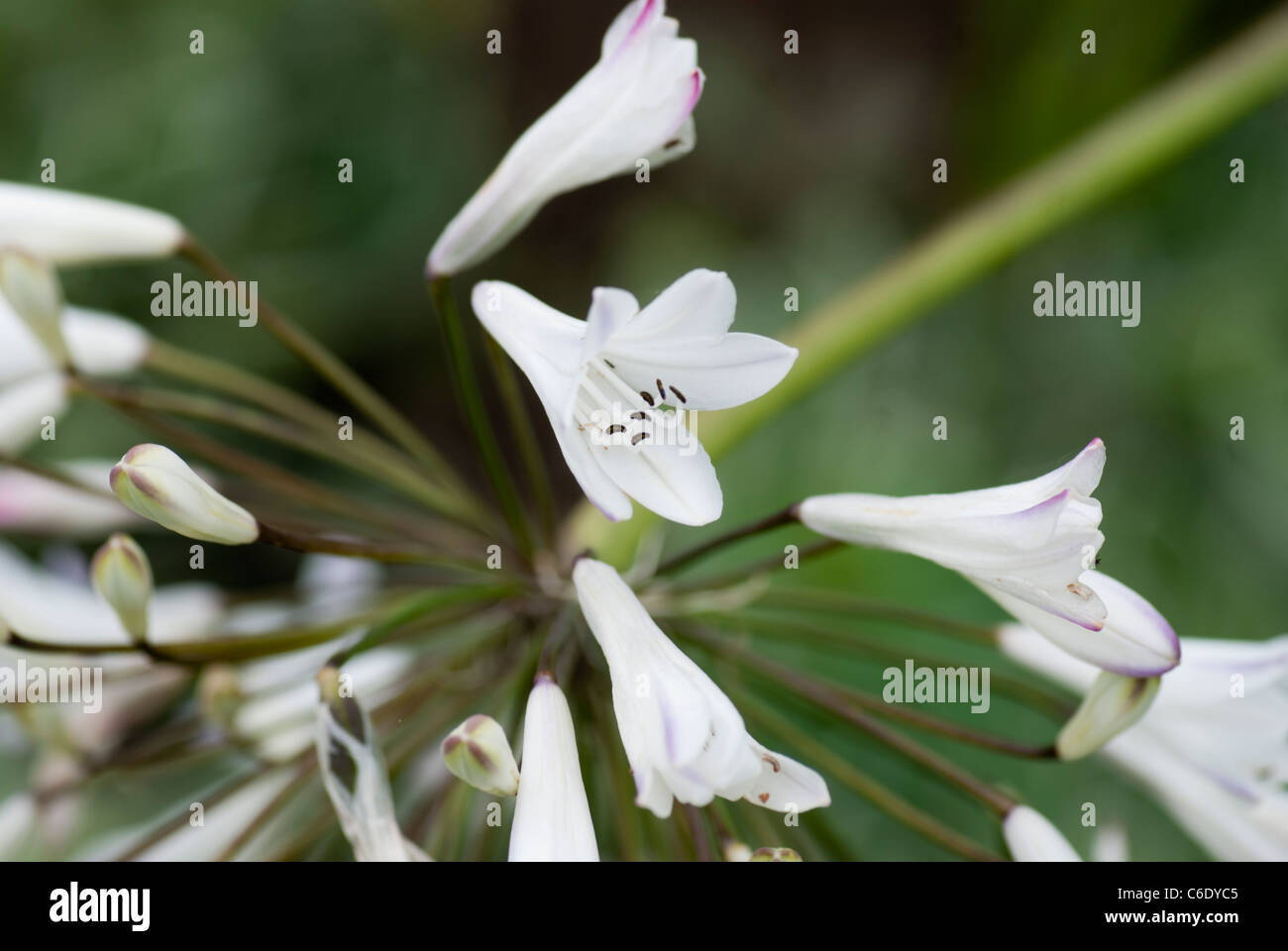 Agapanthus africanus albus Fotografía de stock - Alamy