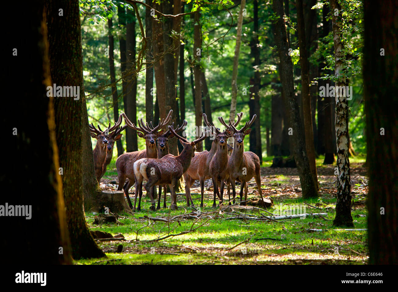 La vida silvestre en el bosque de Rambouillet Foto de stock