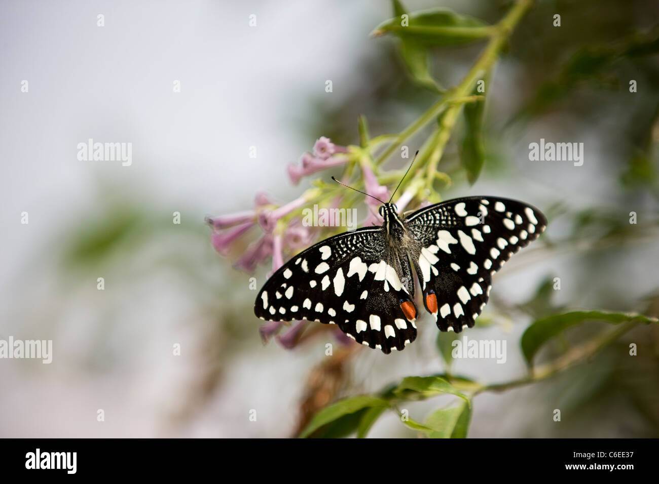 Una de cal, mariposas Papilio Demoleus malayanus sobre una flor rosa Foto de stock