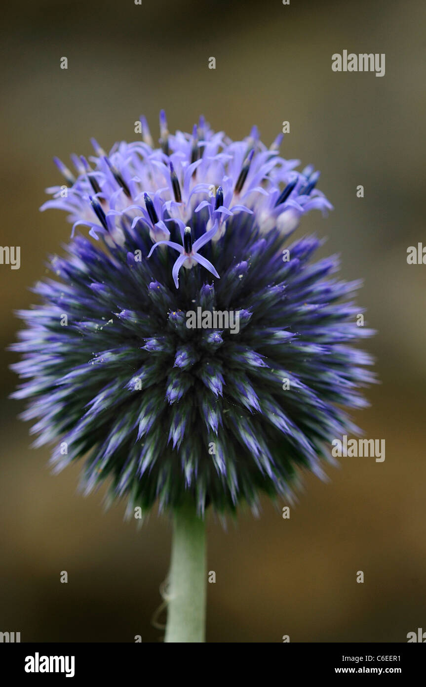 La flor azul de una planta en formato vertical echinops UK Foto de stock