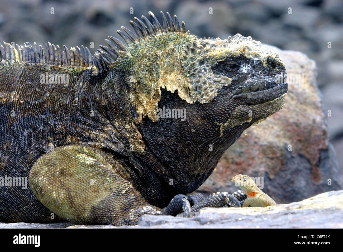 Iguanas marinas (Amblyrhynchus cristatus) derramando la piel y Lagarto de lava. La Isla San Cristóbal, Galápagos, Ecuador, Sudamérica Foto de stock
