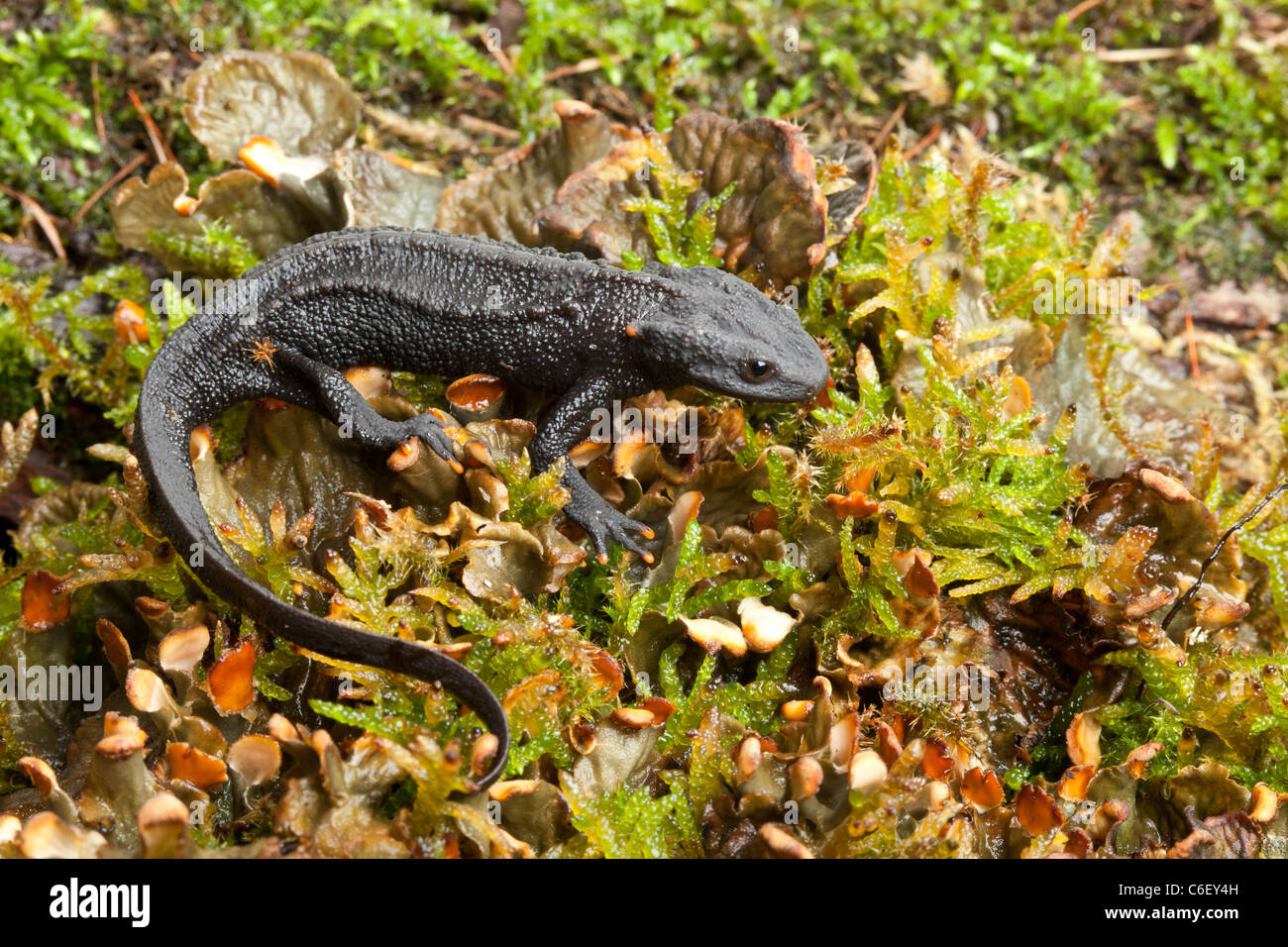 Negro, newt knobbly Tylototriton asperrimus Foto de stock