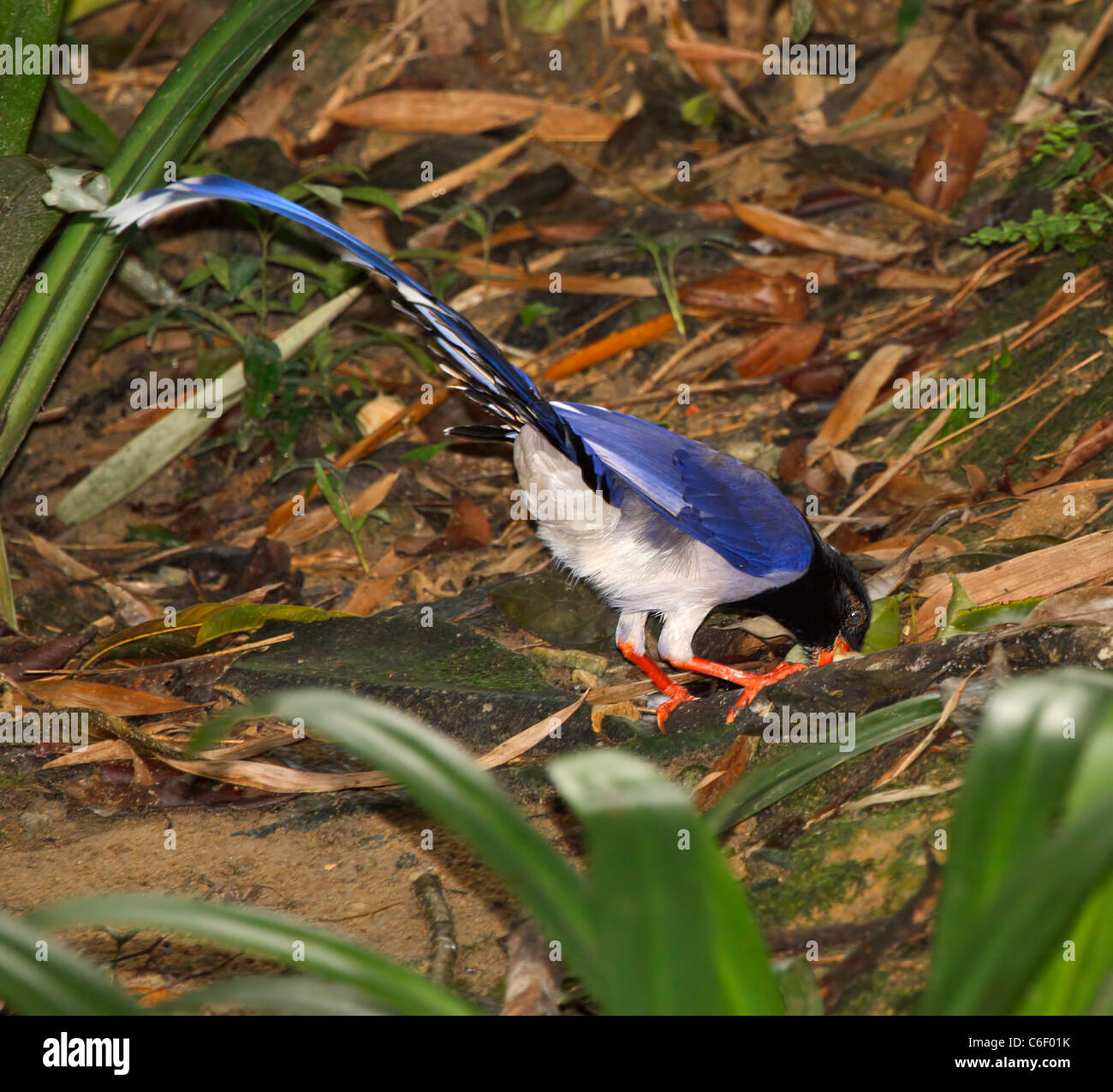 Rojo-facturó Urocissa erythrorhyncha Urraca, Azul. Aves del bosque de Asia en la familia Corvidae. Foto de stock