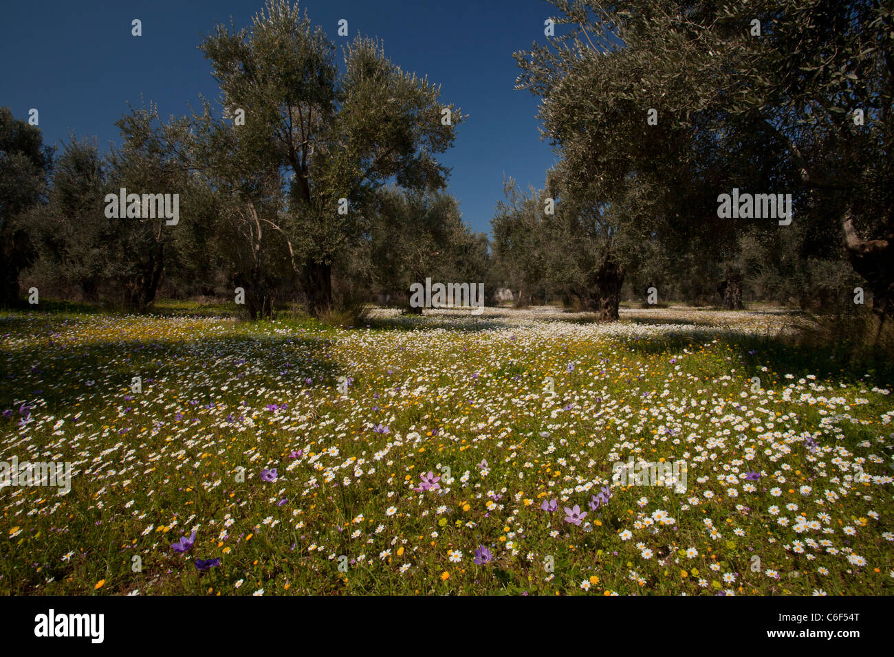 Viejos olivares florido, con mayweed y anémonas, en la isla de Lesbos (Lesbos), Grecia Foto de stock