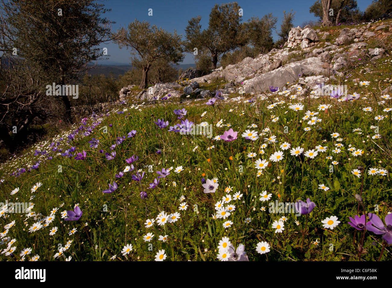 Viejos olivares florido, con mayweed y anémonas, en Lesvos (isla de Lesbos), Grecia Foto de stock