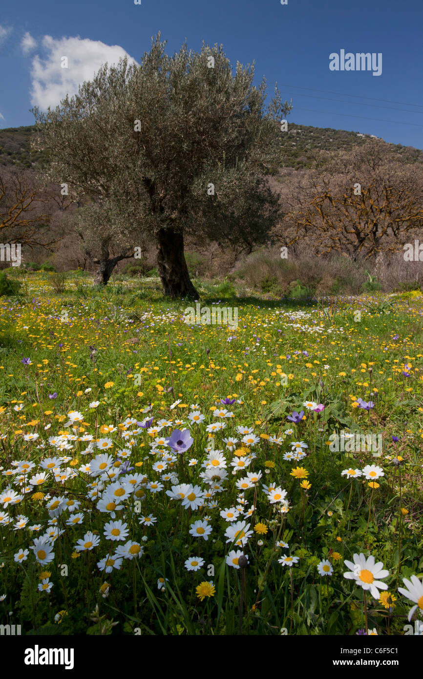 Bellamente florido viejos olivares en la primavera, al oeste Lesvos (Lesbos), Grecia. Foto de stock