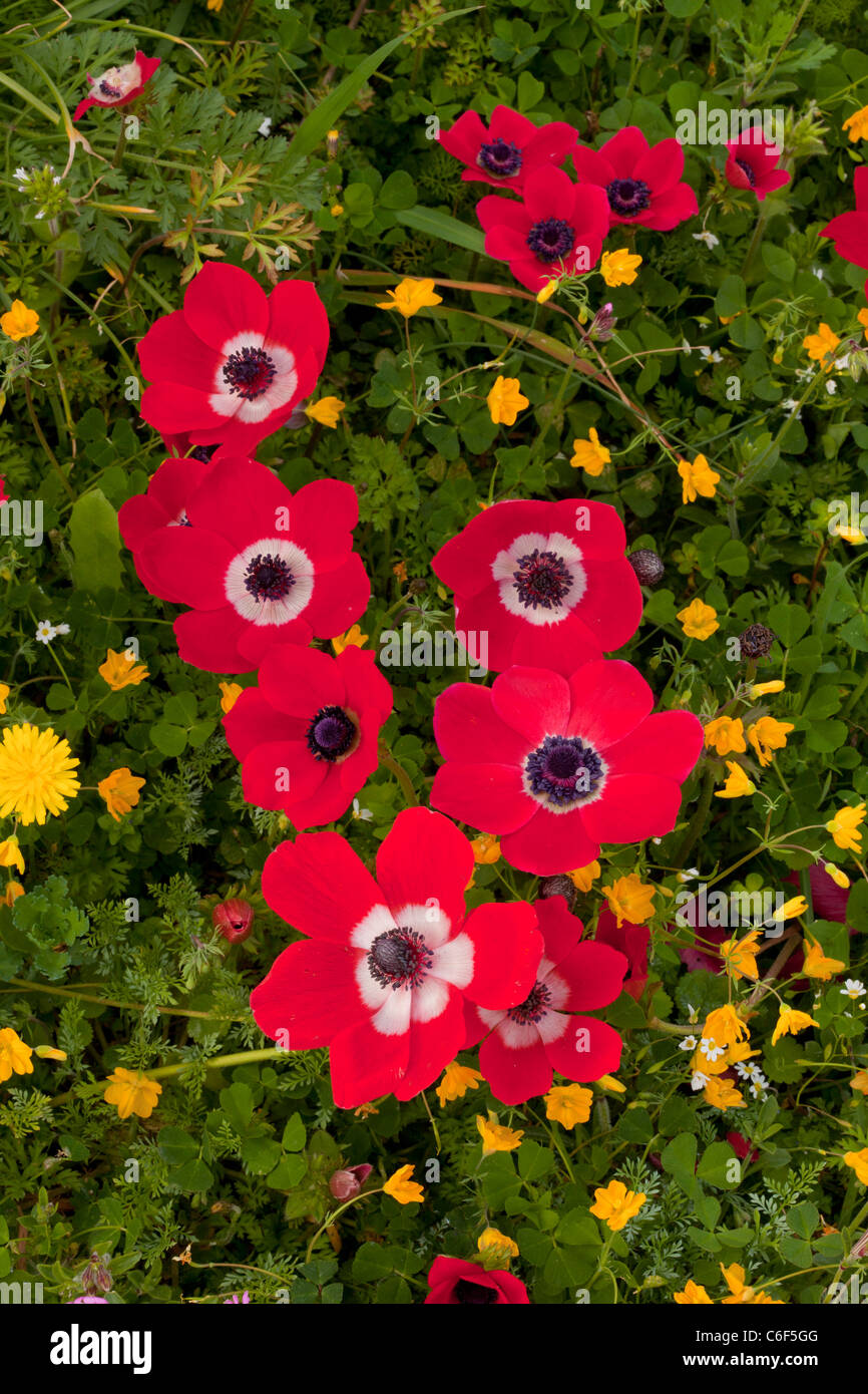 Anémonas rojas fotografías e imágenes de alta resolución - Alamy