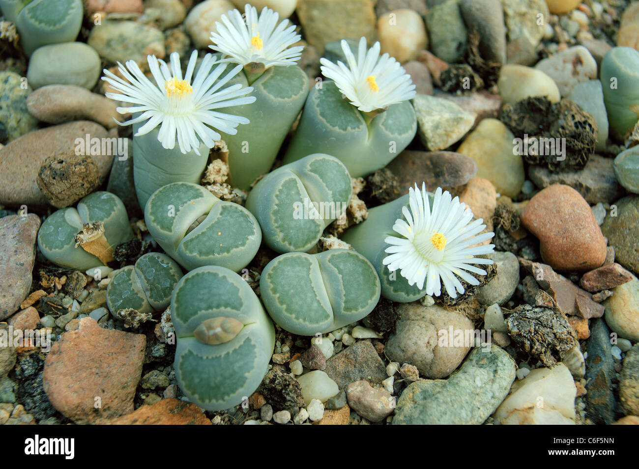 Planta de piedra piedras vivas blooming Lithops helmutii Foto de stock
