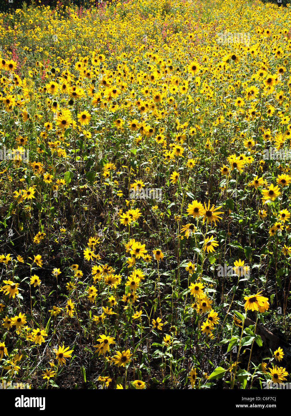 Es un girasol común ampliamente ramificados, stout, anual de 1 1/2 a 8 pies de altura, con hojas y tallos peludos toscamente. Foto de stock