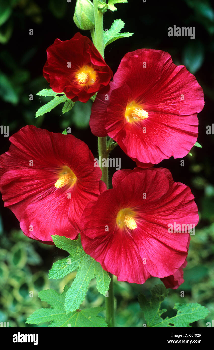 Alcea rosea, Althaea rosea, rojo oscuro Hollyhock hollyhocks flowewr flores  plantas plantas de jardín Fotografía de stock - Alamy