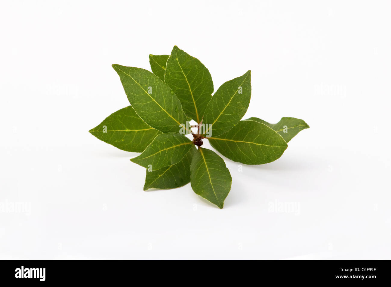Hojas de laurel (Laurus nobilis) sobre fondo blanco Fotografía de stock