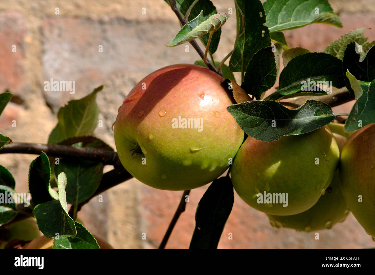 El Soberbio Laxton manzanas Foto de stock