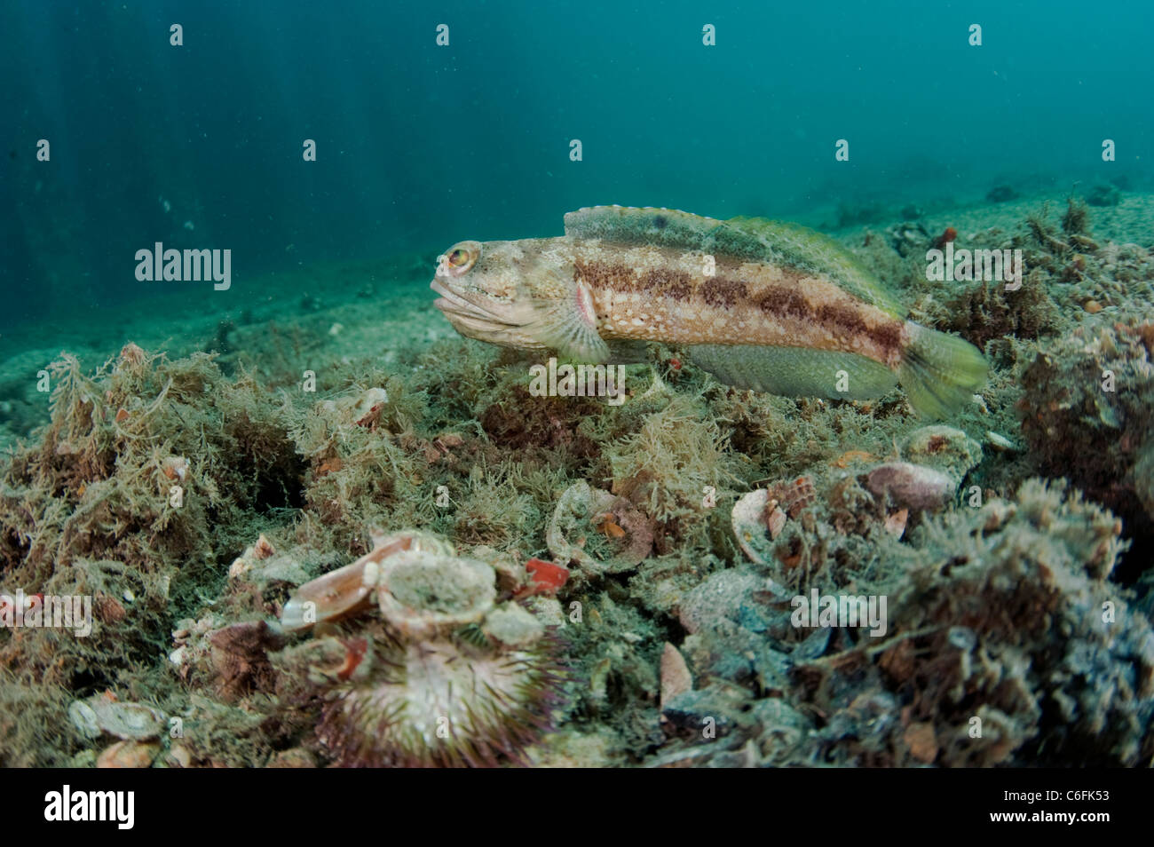 Bandas masculinas, Jawfish Opistognathus macrognathus, nada sobre el fondo de la Laguna de Lake Worth, en el condado de Palm Beach, Florida. Foto de stock