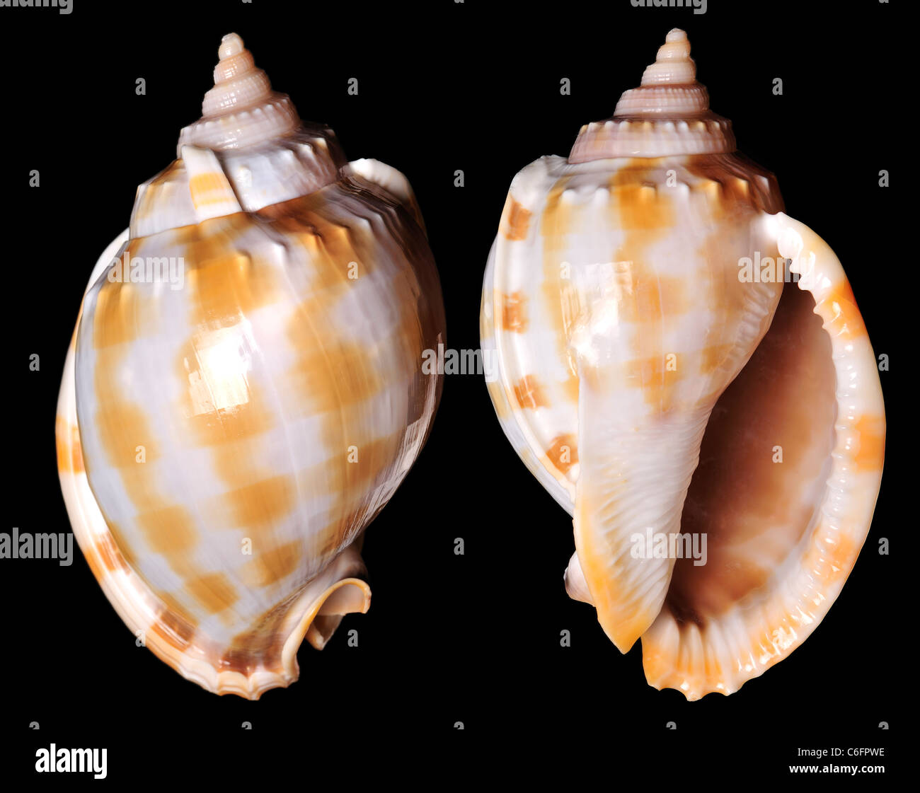 Capot bandas shell (Phalium bandatum) Región: región Indo-Pacífico, Japón Foto de stock