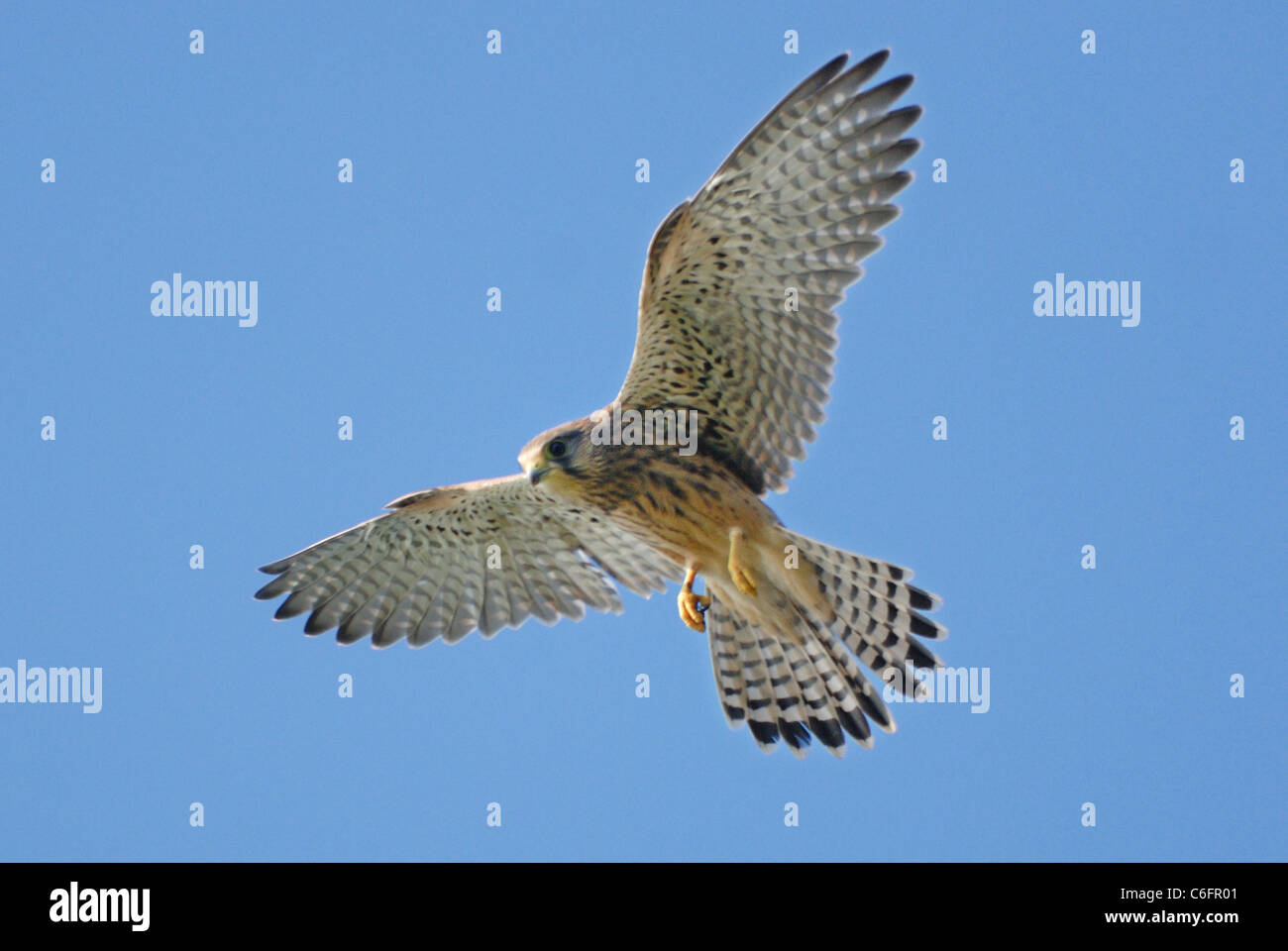 Hembra de cernícalo vulgar (Falco tinnunculus) flotando. Foto de stock