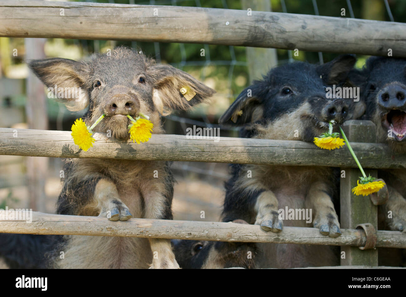 Dos cerdos Mangalica en valla Fotografía de stock - Alamy