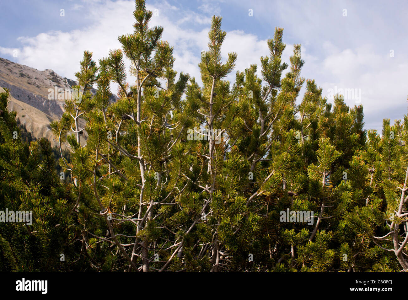 Pino enano, Pinus mugo en la línea de árboles, Pirin, Bulgaria Foto de stock