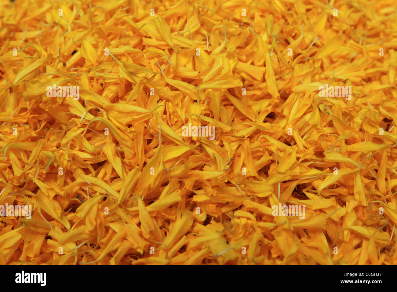 Antecedentes de los pétalos de la flor amarilla con el enfoque selectivo Foto de stock